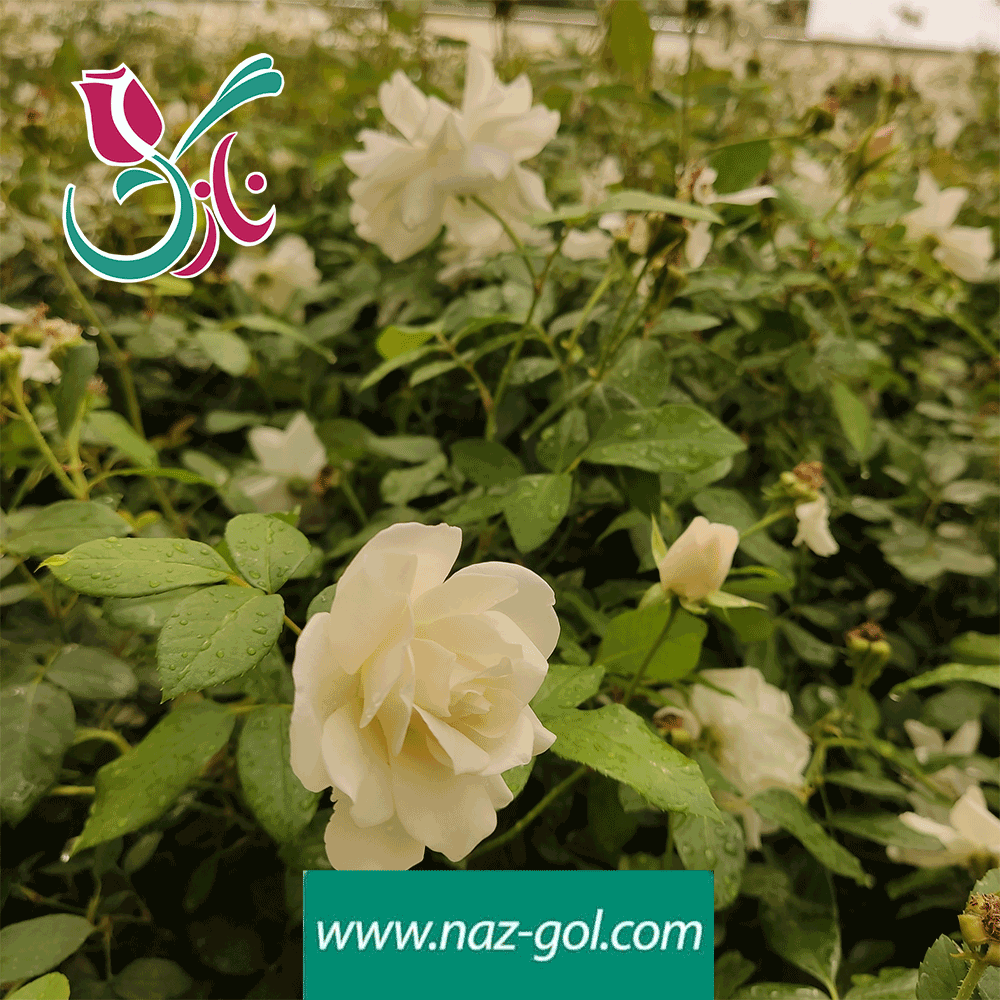 آشنایی بیشتر با گل نسترن | آکادمی علی ولی آشنایی بیشتر با گل نسترن | آکادمی علی ولی