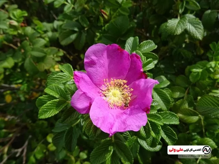 آشنایی بیشتر با گل نسترن | آکادمی علی ولی آشنایی بیشتر با گل نسترن | آکادمی علی ولی
