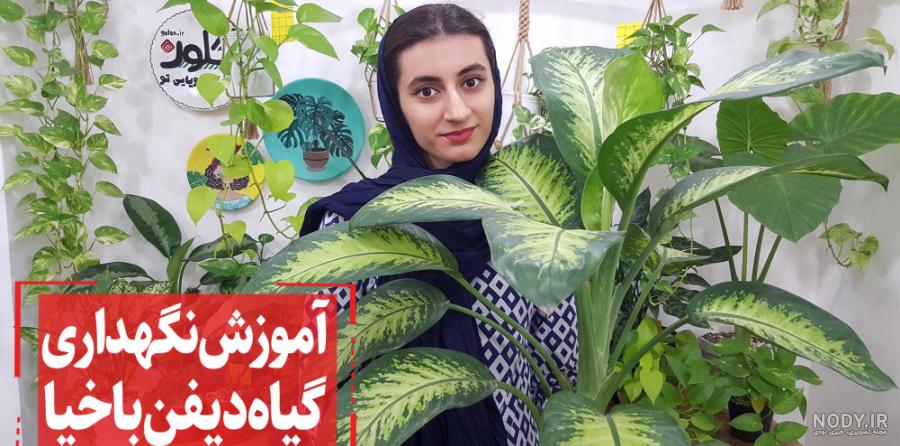 آموزش تکثیر و قلمه زدن گل دیفن باخیا - میهن کاکتوس آموزش تکثیر و قلمه زدن گل دیفن باخیا - میهن کاکتوس