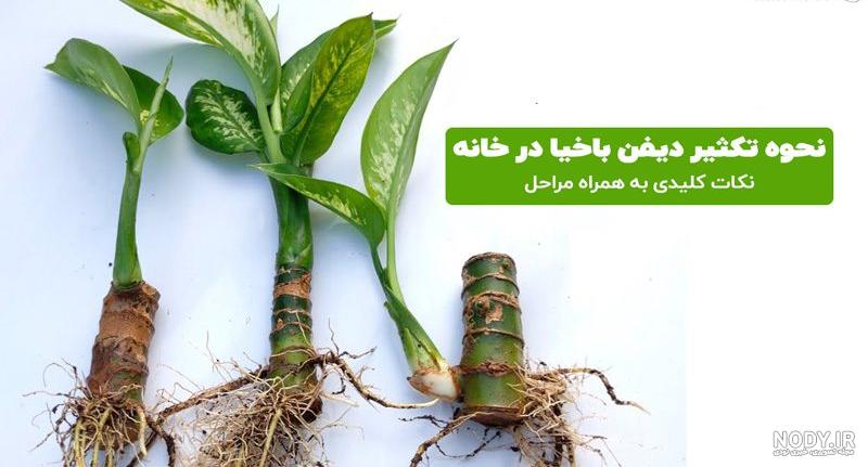 آموزش نگهداری و مراقبت از دیفن باخیا | آبیاری ،نور ،خاک و... | گل زیب آموزش نگهداری و مراقبت از دیفن باخیا | آبیاری ،نور ،خاک و... | گل زیب
