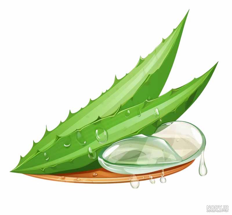 آموزش پرورش و نگهداری آلوئه ورا آموزش پرورش و نگهداری آلوئه ورا
