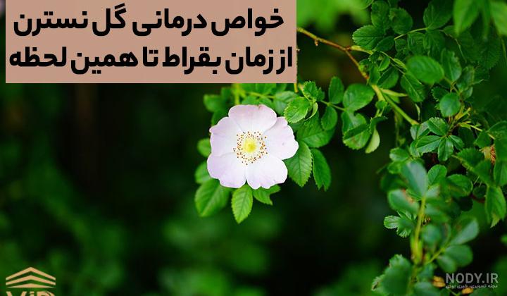 استوک فوتو - خرید عکس و فروش عکس و طرح های گرافیک خرید و فروش psd و طرح - گل  رز