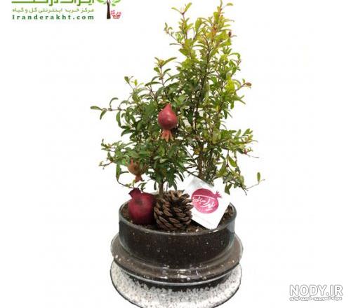 انار زینتی - پایانه گل - پایانه فروش گل و گیاه انار زینتی - پایانه گل - پایانه فروش گل و گیاه