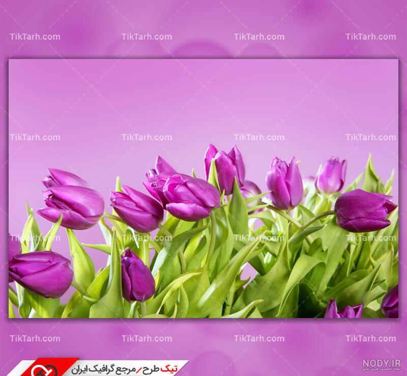 بالاترین: پرورش و تکثیر گل نسترن/ رز وحشی