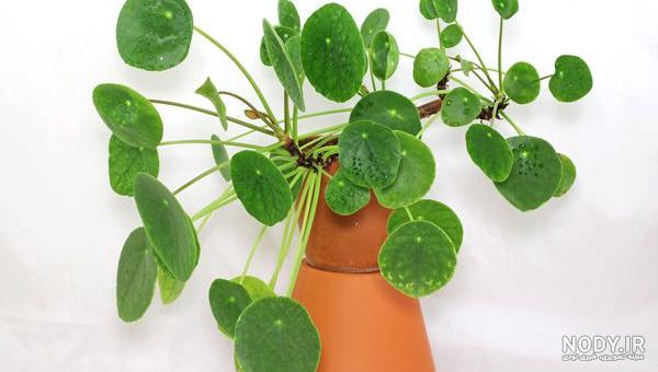 بذر گل سکه - Lunaria Annua - شهر بذر