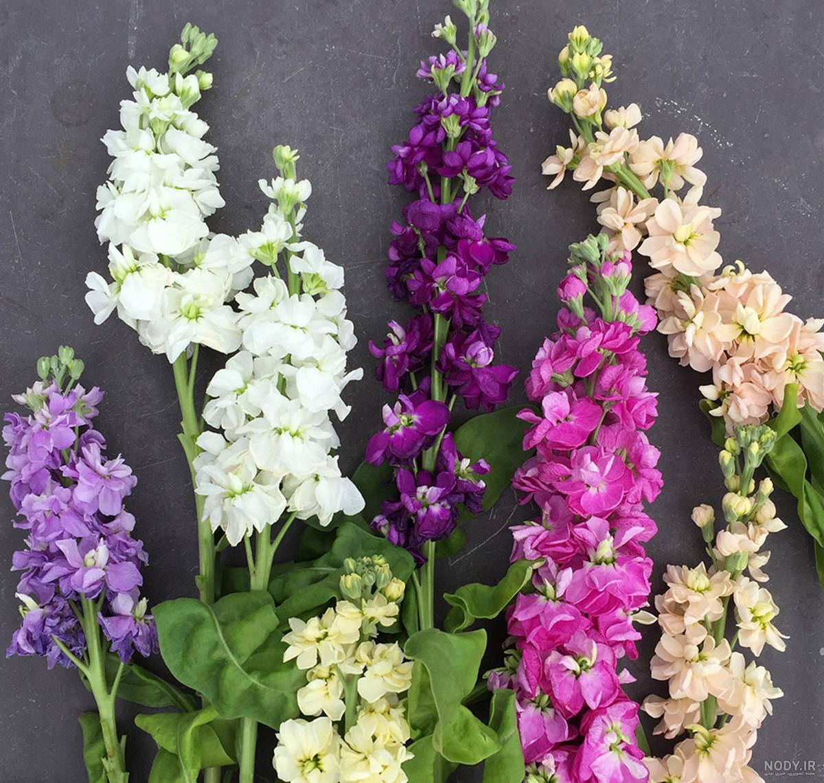 بذر گل شب بو ایرانی الوان بذر گل شب بو ایرانی الوان
