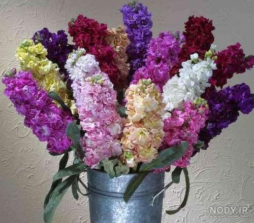 بذر گل شب بو زعفرانی بسته بندی خانگی بذر گل شب بو زعفرانی بسته بندی خانگی