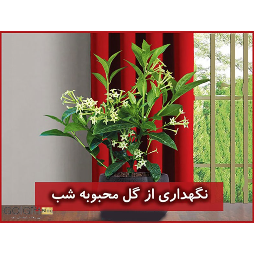 بذر گل شب بو زعفرانی به همراه آموزش کاشت گل شب بو - پوپونیک بذر گل شب بو زعفرانی به همراه آموزش کاشت گل شب بو - پوپونیک