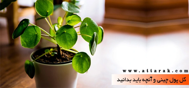 بذر گل پول یا سکه