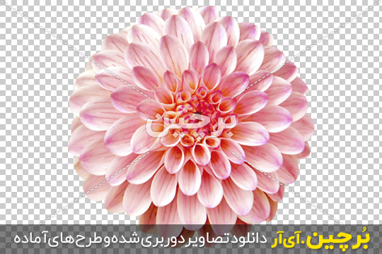 بذر گل کوکب (یکساله) بذری بذر گل کوکب (یکساله) بذری