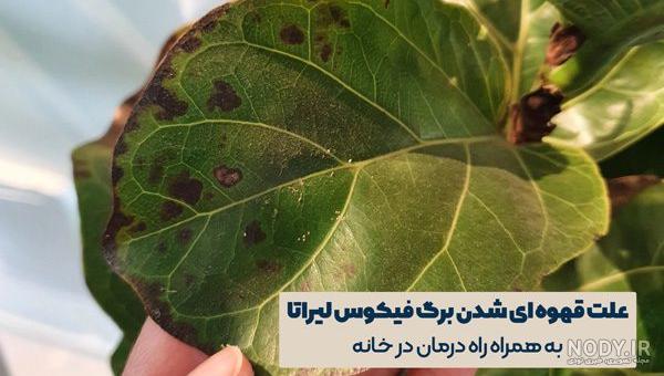 بررسی کامل مشکلات و بیماری فیکوس لیراتا و بهترین راه درمان آنها | گل من و تو
