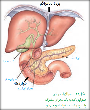 تدریس خصوصی زیست شناسی - معلم خصوصی | تصویر آموزشی زیست شناسی