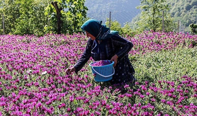 تصاویر: دشت‌های «گل گاوزبان» در مازندران