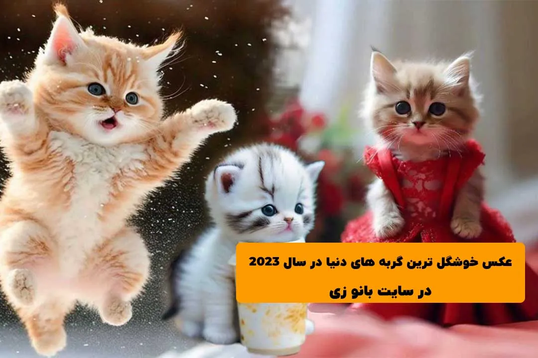 تصاویر زیبای عاشقانه از دنیای گربه‌ها