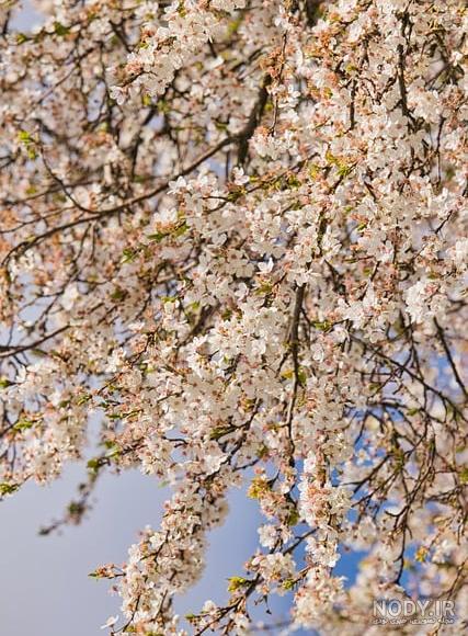 تصاویر/ گل های بهاری - آبادان تصاویر/ گل های بهاری - آبادان