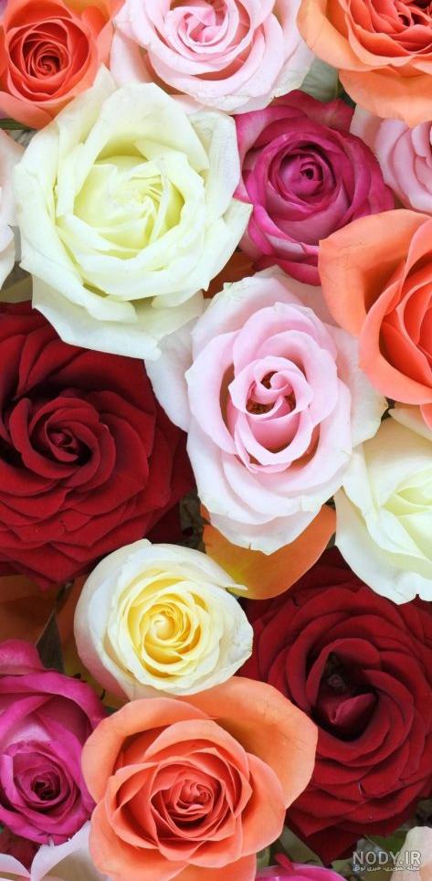 تصاویری زیبا از گل و شکوفه مخصوص پس زمینه موبایل :: آوای طبیعت تصاویری زیبا از گل و شکوفه مخصوص پس زمینه موبایل :: آوای طبیعت