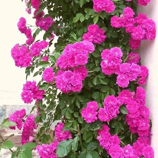 تمام خواص گل نسترن ، میوه و روغن آن برای درمان و زیبایی + عوارض تمام خواص گل نسترن ، میوه و روغن آن برای درمان و زیبایی + عوارض