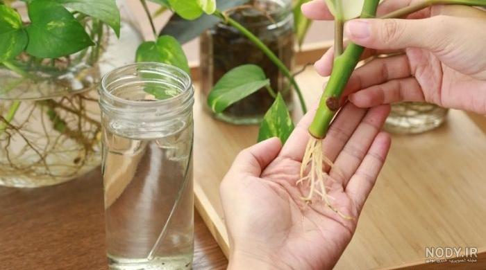 خرید آنلاین گل دیفن باخیا 🌱 قیمت دیفن باخیا (ارتفاع 45-50 سانت) خرید آنلاین گل دیفن باخیا 🌱 قیمت دیفن باخیا (ارتفاع 45-50 سانت)