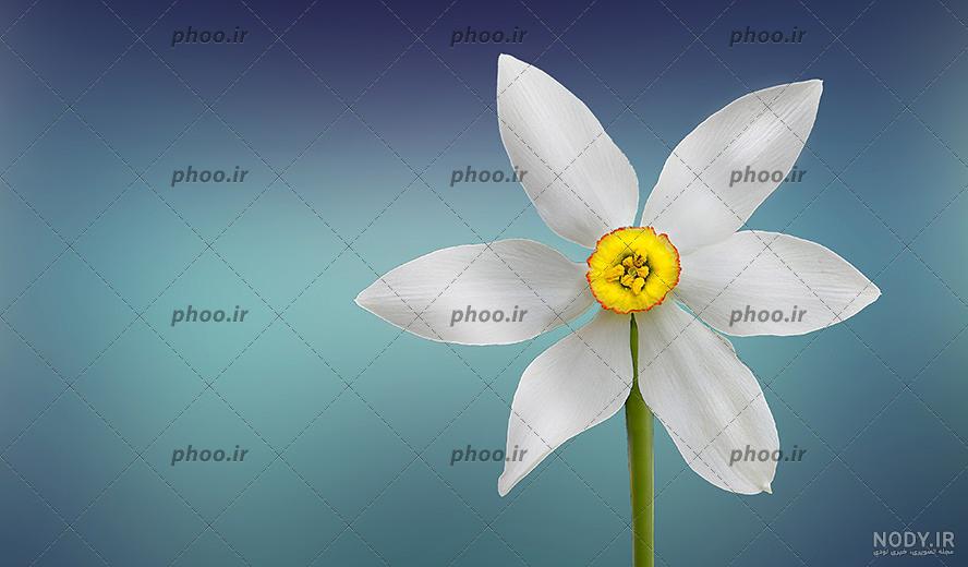 خرید انواع گل رز آبی + قیمت - آراد برندینگ