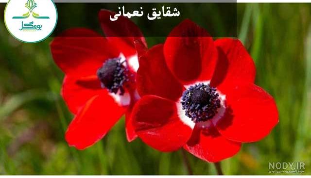 خرید بذر گل شقایق نعمانی (آنمون) پا متوسط پرگل الوان خرید بذر گل شقایق نعمانی (آنمون) پا متوسط پرگل الوان