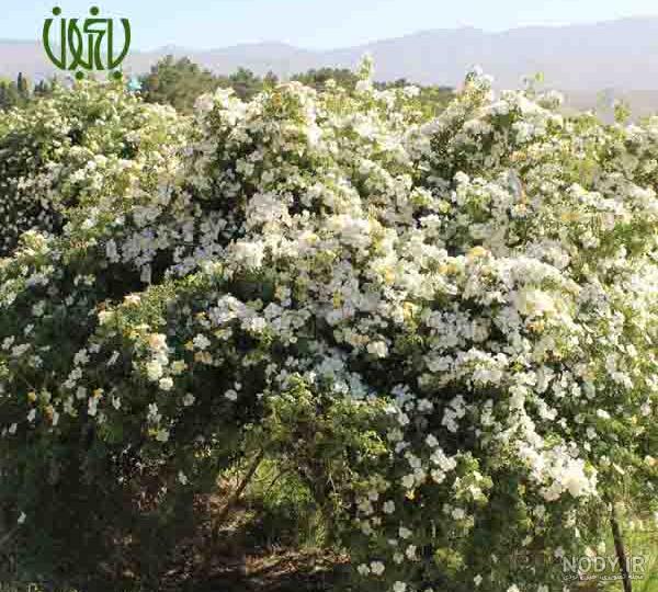 خرید بوته نسترن مصنوعی زیبا ساخت ترکیه به قیمت | گل فروشی گل کالا | 49 هزار تومان خرید بوته نسترن مصنوعی زیبا ساخت ترکیه به قیمت | گل فروشی گل کالا | 49 هزار تومان