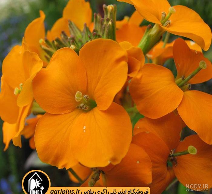 خرید و قیمت بذر گل شب بو ایرانی، پابلند، قرمز، مخلوط کم پر و پرپر، کد 2602 | ترب خرید و قیمت بذر گل شب بو ایرانی، پابلند، قرمز، مخلوط کم پر و پرپر، کد 2602 | ترب