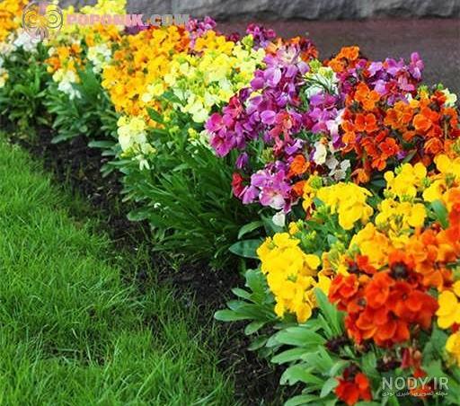 خرید و قیمت بذر گل شب بو سفید زربذر ایرانیان کد ZBP-91 - اژند خرید و قیمت بذر گل شب بو سفید زربذر ایرانیان کد ZBP-91 - اژند