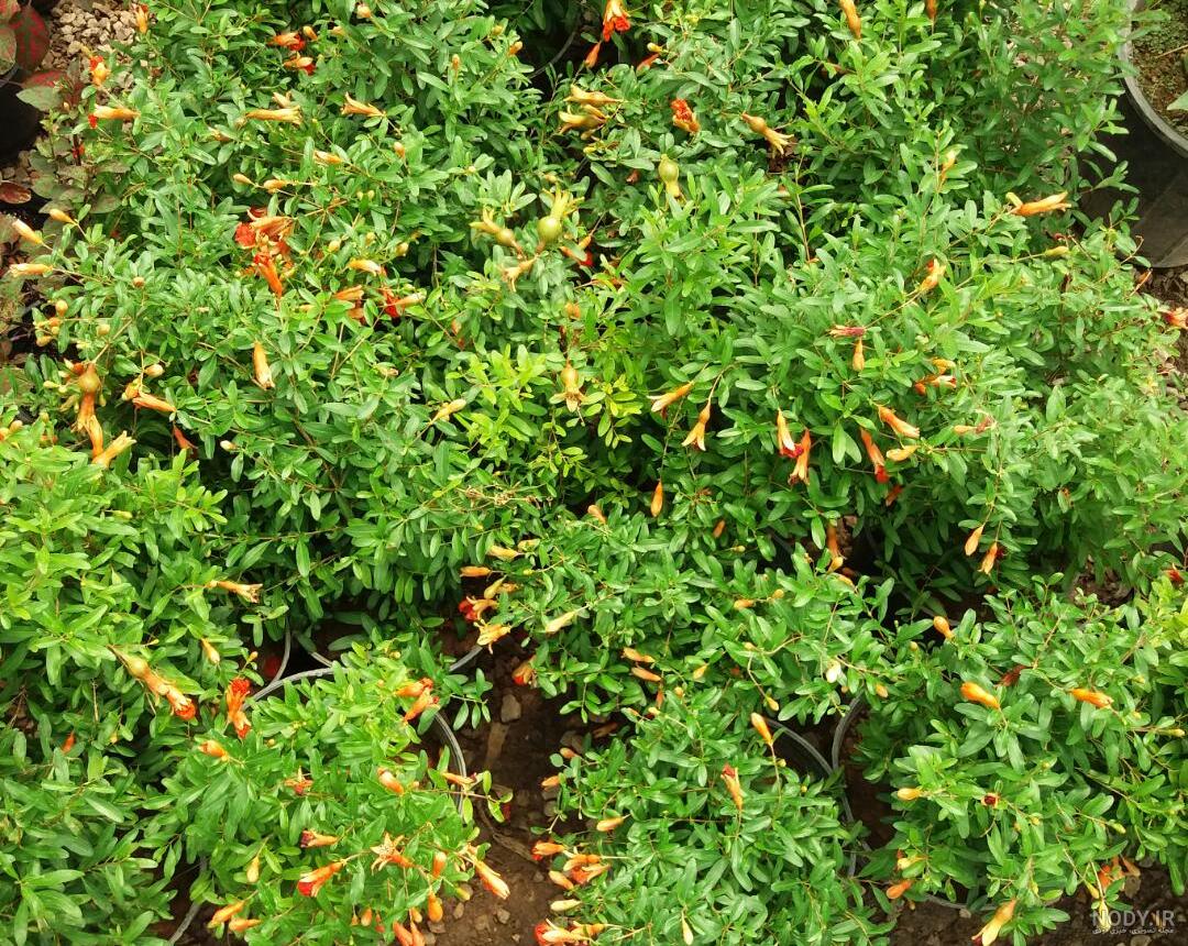خرید و قیمت درخت کمیاب انار زینتی با گل های درشت و پرپر از غرفه گل و گیاه و تراریوم عسگری خرید و قیمت درخت کمیاب انار زینتی با گل های درشت و پرپر از غرفه گل و گیاه و تراریوم عسگری