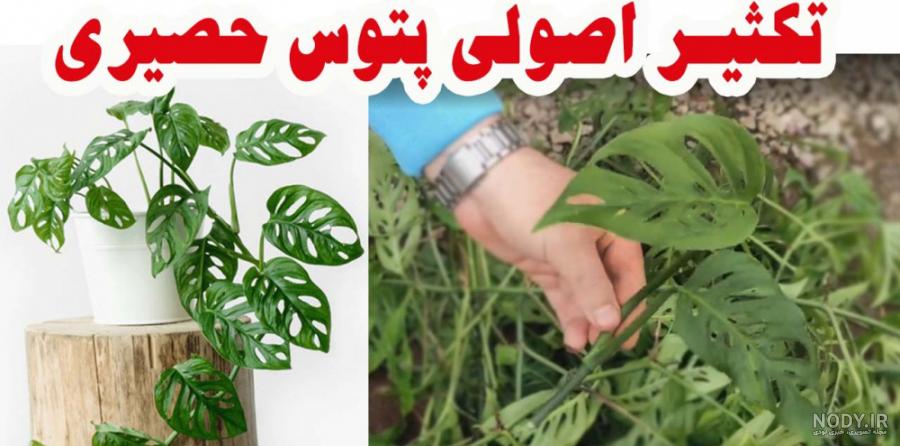 خرید و قیمت قلمه پتوس حصیری(تک برگ ریشه دار) از غرفه گلکده گلدونه