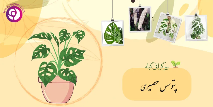 خرید و قیمت پتوس حصیری از انواع گیاهان آپارتمانی و خانواده پتوس، سایز کوچک،  قلمه برگ درشت و برگ کوچک از غرفه طرح گل