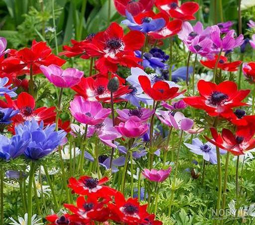 خرید و قیمت گل فصلی شقایق نعمانی آلاله پر پر گیاه گلخانه ای از غرفه طرح گل خرید و قیمت گل فصلی شقایق نعمانی آلاله پر پر گیاه گلخانه ای از غرفه طرح گل