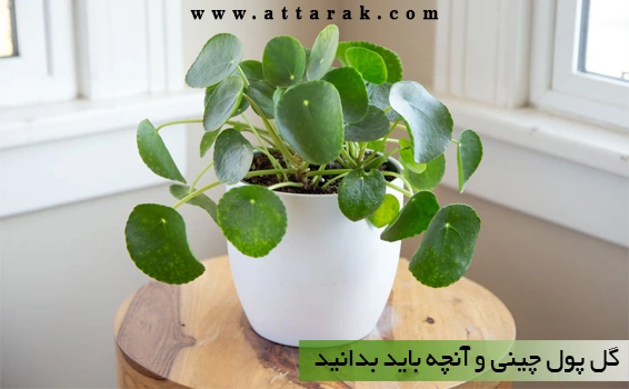 خرید و قیمت گیاه پول چینی | ترب