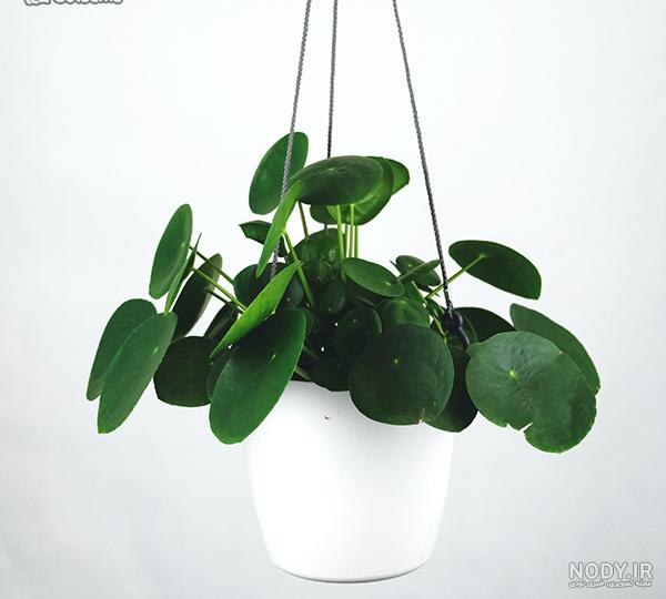 خرید و قیمت گیاه پول چینی یا پیله آ سکه ای پر پاجوش سایز 12 یک گیاه مقاوم و  خیلی پرطرفدار | ترب