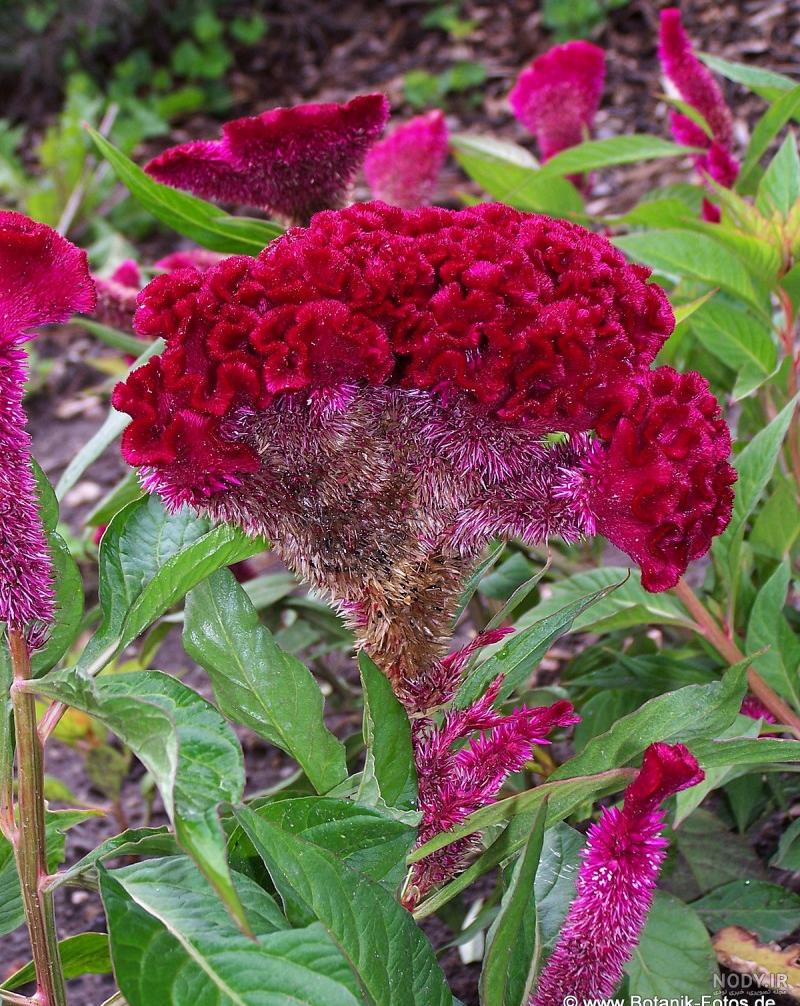 خرید پستی بذر گل تاج خروس تاجی (صورتی) - Celosia cristata seed | فروشگاه بذر مغان خرید پستی بذر گل تاج خروس تاجی (صورتی) - Celosia cristata seed | فروشگاه بذر مغان
