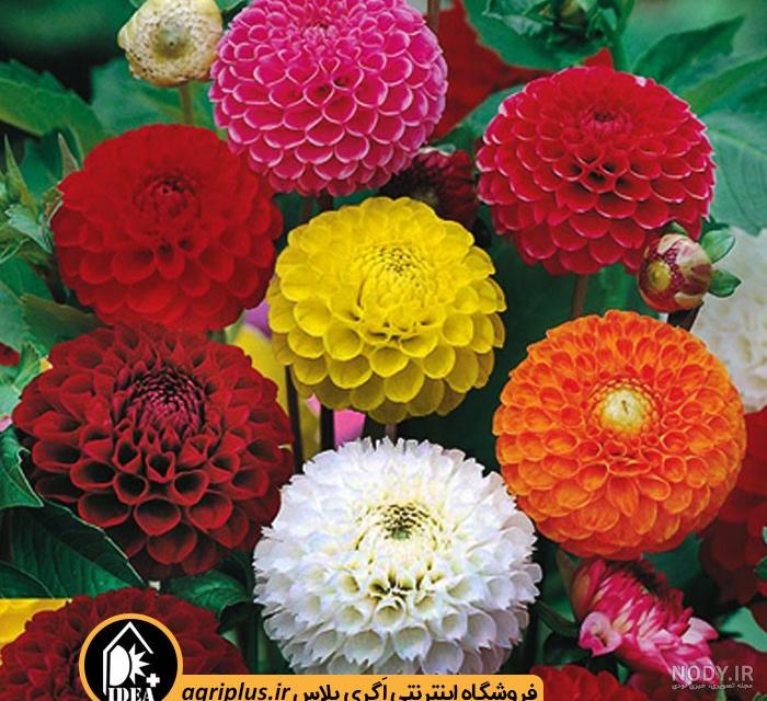خرید پستی بذر گل کوکب (سفید) - Dahlia Figaro seed | فروشگاه بذر مغان خرید پستی بذر گل کوکب (سفید) - Dahlia Figaro seed | فروشگاه بذر مغان
