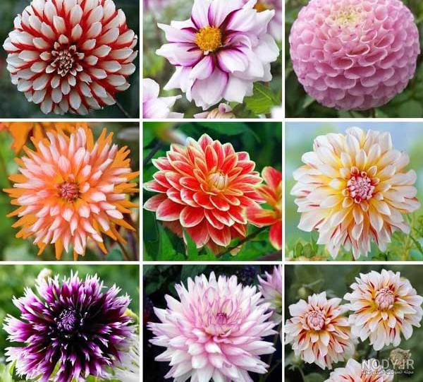 خرید پستی بذر گل کوکب (سفید) - Dahlia Figaro seed | فروشگاه بذر مغان خرید پستی بذر گل کوکب (سفید) - Dahlia Figaro seed | فروشگاه بذر مغان