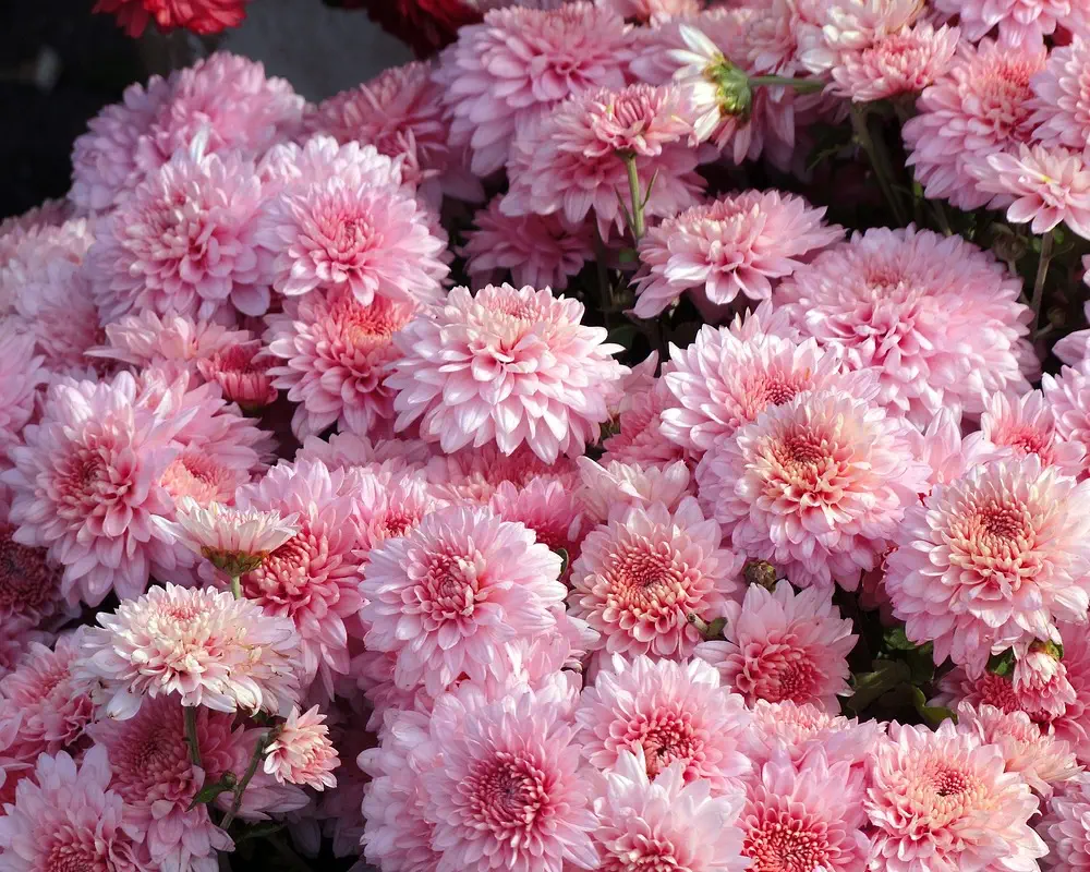 خرید گل داوودی خوشه ای [به قیمت عمده] در رزپک🌹