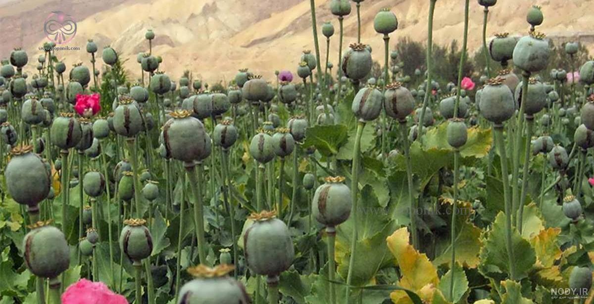 خواص درمانی گل شقایق وحشی + نحوه مصرف - آموزشگاه جوانه سبز خواص درمانی گل شقایق وحشی + نحوه مصرف - آموزشگاه جوانه سبز