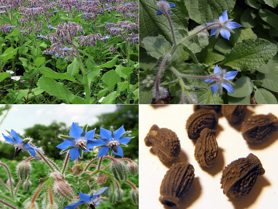 خواص شگفت انگیز گل گاوزبان برای اعصاب و استرس + خواب و تقویت حافظه