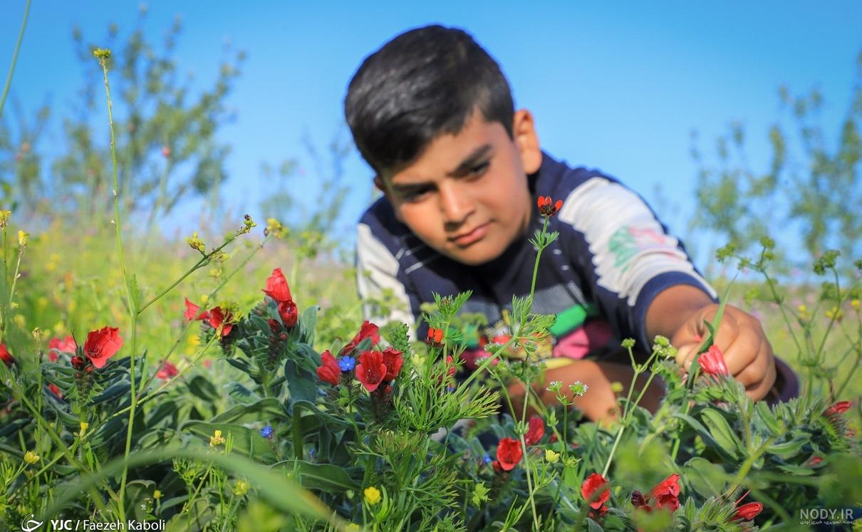 خواص و عوارض گل گاوزبان برای زنان و مردان + روش دم کردن گل گاوزبان خواص و عوارض گل گاوزبان برای زنان و مردان + روش دم کردن گل گاوزبان
