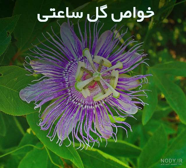 خـواص و مـضـرات گـل ساعتی(پشن فروت)