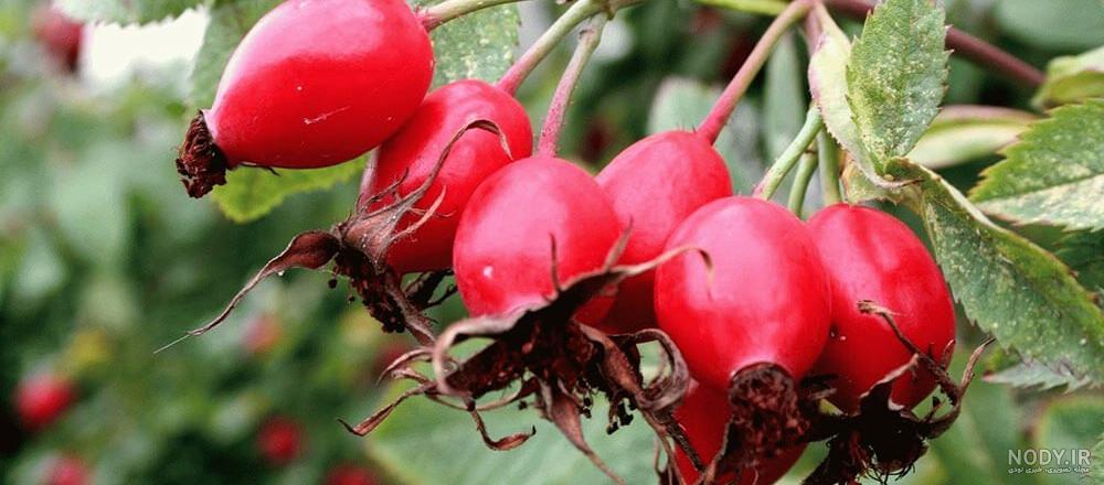 خواص گل نسترن و عکس هایی از این گل خواص گل نسترن و عکس هایی از این گل