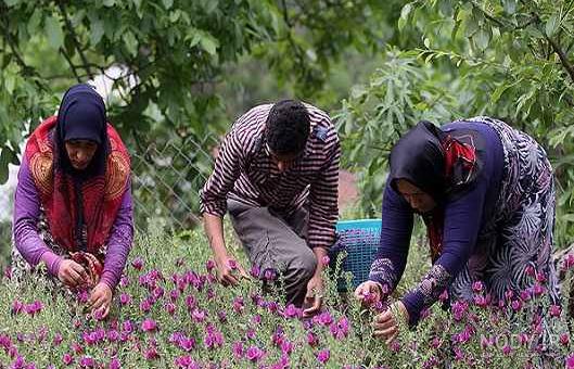 خواص گل گاوزبان و طریقه مصرف آن - مجله تصویر زندگی خواص گل گاوزبان و طریقه مصرف آن - مجله تصویر زندگی