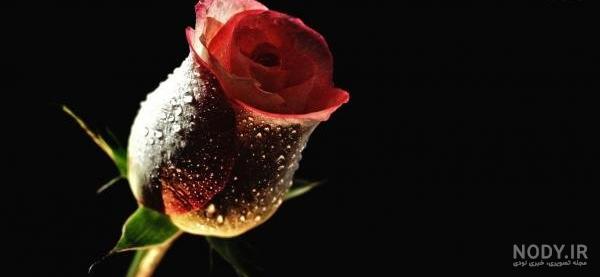 دانلود عکس گل برای تصویر زمینه واتساپ دانلود عکس گل برای تصویر زمینه واتساپ
