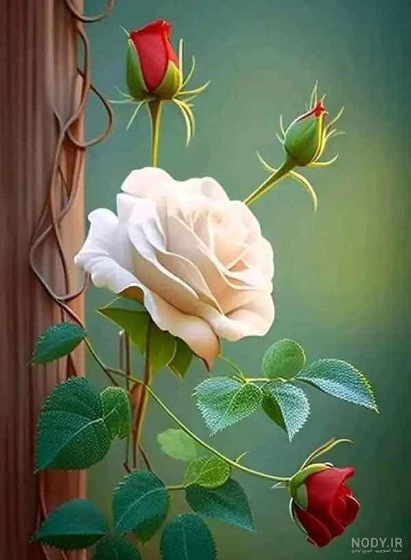 دانلود عکس گل سرخ و جذاب برای پروفایل با کیفیت فوق العاده