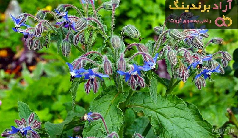 دانلود عکس گیاه گل گاوزبان دانلود عکس گیاه گل گاوزبان