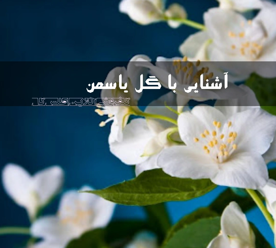 دانلود عکس یک دسته گل یاس بنفش از نزدیک گل های زیبای بنفشه | اوپیک دانلود عکس یک دسته گل یاس بنفش از نزدیک گل های زیبای بنفشه | اوپیک
