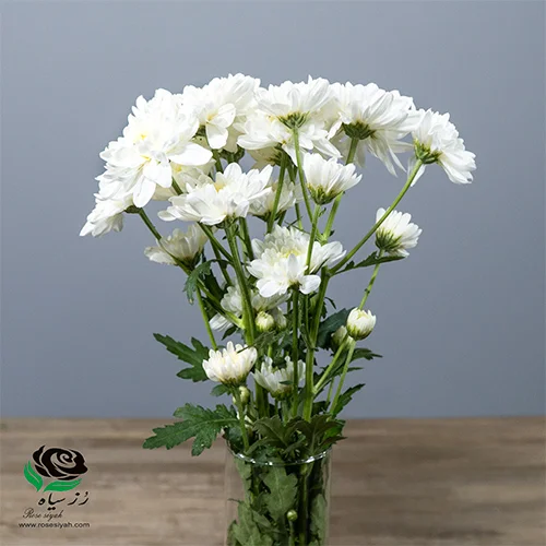دسته گل رز مینیاتوری سرخابی ارسال 4ساعته رایگان | گُل‌سِتان