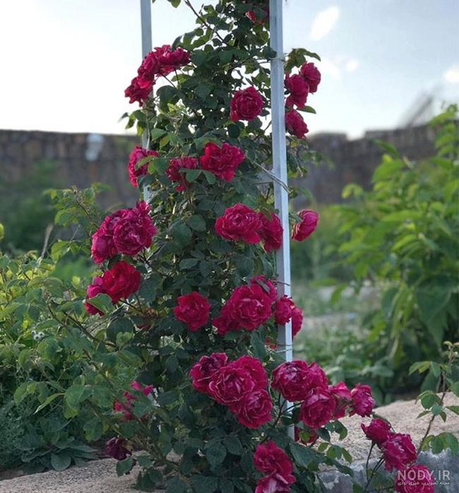 دسته گل نسترن دسته گل نسترن