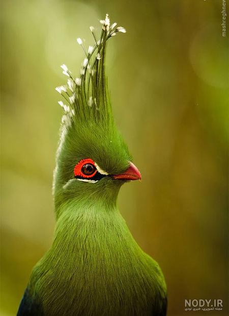 دم پرنده طاووس در میان گلها peacock tail flowers